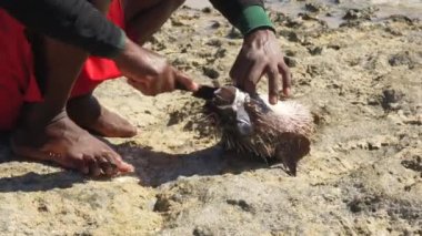 Malagasy balıkçısı sahilde yeni kirpi balığı yakalamış. Güneş çıplak ayaklarının üzerinde parlarken ve elinde bıçakla balık keserken detaylar.