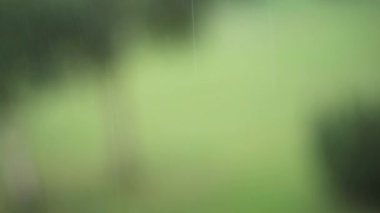 Yumuşak yağmurda düşen su damlaları, bulanık yeşil arkaplan.