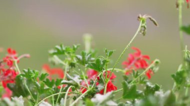 Pembe pelargonium çiçeklerine ve yapraklarına hafif yağmur yağıyor.