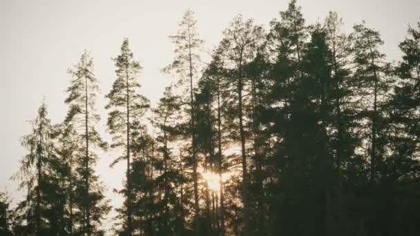 下午的阳光穿过高大的松树 缓风飘扬 — 图库视频影像