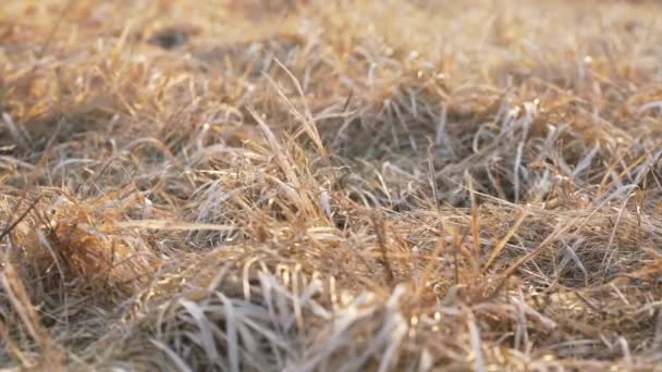 Late Evening Sun Shines Dry Grass Moving Wind Low Angle — Stock Video