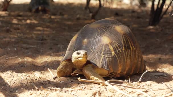 Strahlenschildkröte Astrochelys Radiata Vom Aussterben Bedrohte Schildkrötenart Die Auf Madagaskar — Stockvideo