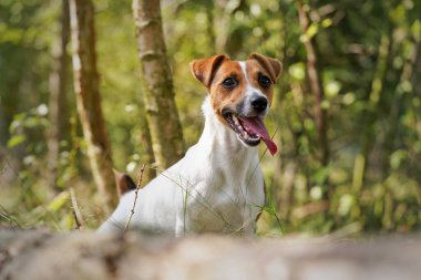 Küçük Jack Russell Teriyer ormanda tahta kütüğün arkasında dikiliyor, dikkatlice bakıyor, dili dışarı çıkıyor, arka planda bulanık güneş ağaçları aydınlatıyor.