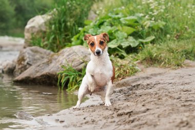 Küçük Jack Russell Terrier sudan kumlu plaja çıkıyor, yüzdükten sonra kürkü ıslanıyor, arka planda çimenler büyüyor.