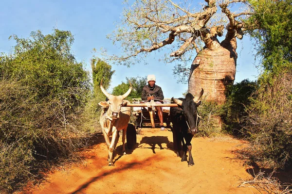 Ifaty Madagaskar Mai 2019 Unbekannter Madagassischer Einheimischer Fährt Mit Einem — Stockfoto