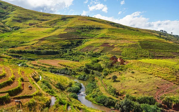 Typowy Krajobraz Madagaskaru Zielone Żółte Pola Tarasowe Ryżu Małych Wzgórzach — Zdjęcie stockowe
