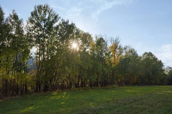 Low Afternoon Sun Shines Tree Tops Grass Meadow Foreground — Stock Photo, Image