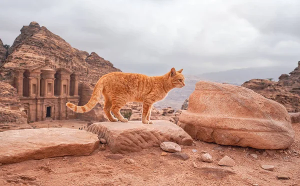 Pequeño gato naranja caminando sobre rocas rojas, paisaje montañoso en Petra Jordania, con el fondo del edificio del monasterio — Foto de Stock