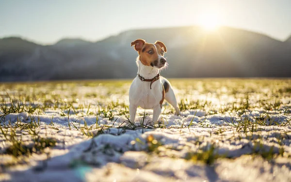 Small Jack Russell terrier stands on green grass meadow with patches of snow during freezing winter day, sun shines over hills behind her