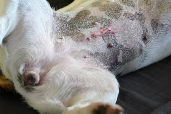 Detail on female Jack Russell terrier dog belly, scar after spay operation visible