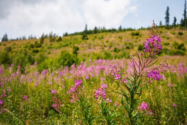 Fireweed viola rosa - Chamaenerion angustifolium - fiori che crescono nel prato della foresta, alberi sfocati e sfondo erba — Foto Stock