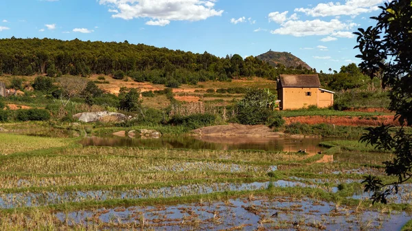 Typisk natur under solig dag nära Ankafina-Tsarafidy region, hus på små kullar bakgrund, våta risfält i förgrunden — Stockfoto