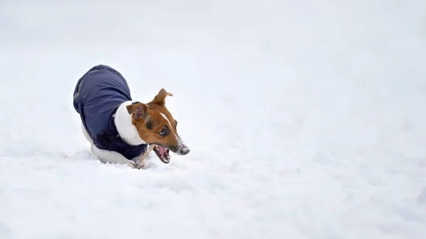 테리어 눈덮인 위에서 막대기로 연주하는 재킷을 — 스톡 사진