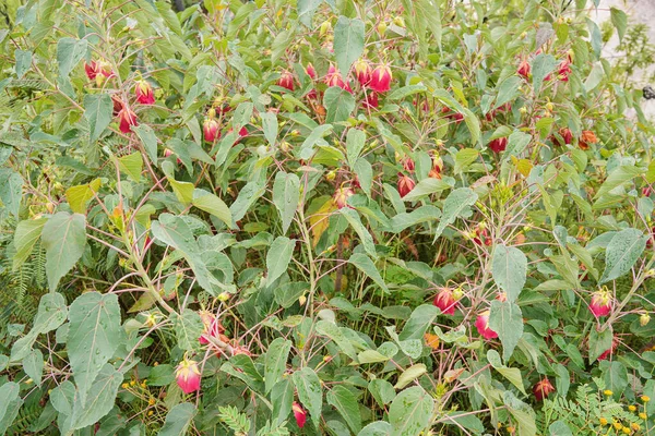 Flora Local Pequenos Arbustos Com Rosa Vermelha Molhada Como Flores — Fotografia de Stock