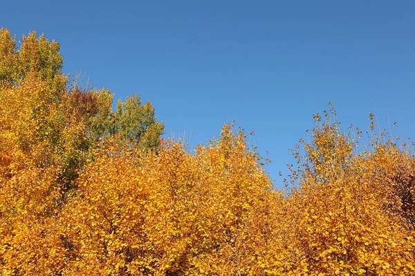 Cime Des Arbres Jaune Orangé Vif Bouleaux Automne Fond Ciel — Photo