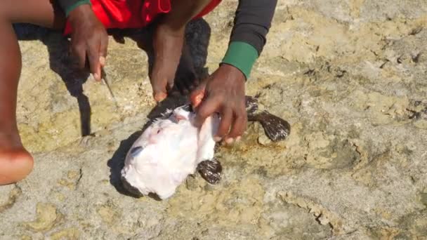 Lokal Madagaskar Fiskare Rengöring Nyfångad Blåsfisk Med Kniv Spetsiga Skalor — Stockvideo