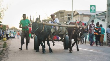 Ranohira, Madagaskar - 29 Nisan 2019: Bilinmeyen Malagasy 'li adamlar, ana caddede Zebu sığırları tarafından çekilen basit ahşap arabaya biniyorlar.