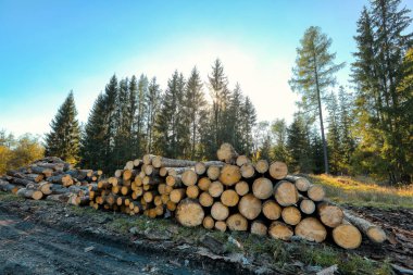Ormanda toplanmış odun yığınları, arka planda güçlü güneş ışığı olan ağaçlar.