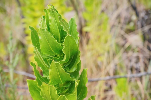 Local Flora Most Endemic Madagascar Growing Andringitra National Park Seen — Stock Photo, Image