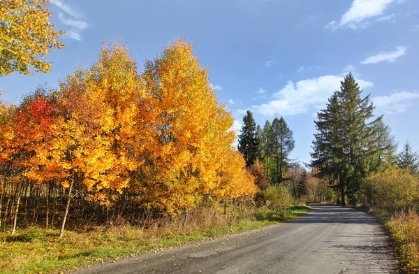 Route Campagne Automne Asphaltée Arbres Jaunes Sur Les Côtés — Photo