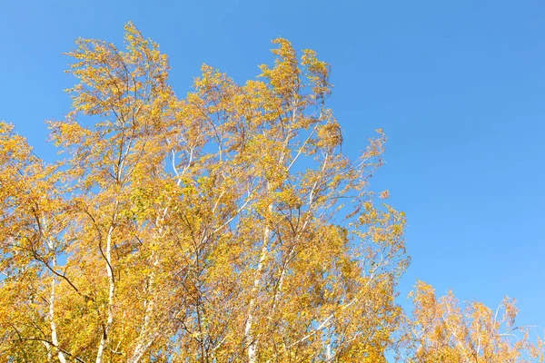 Bouleau Cimes Arbres Avec Feuilles Automne Jaunes Contre Ciel Bleu — Photo