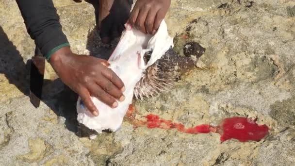 地元のマダガスカルの漁師は新鮮なフグを掃除し 鱗やスパイクを手で外皮を取り除き いくつかの血はビーチで石の上にこぼれた 彼の素足と手の詳細を閉じます — ストック動画