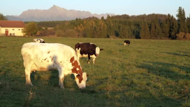 Skupina krav pasoucích se na odpolední sluncem osvětlené louce, malém lese, domech a hoře Kriváň (slovenský symbol) ve vzdálenosti