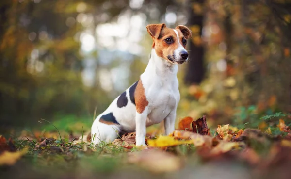 Pequeno Jack Russell cão terrier sentado em folhas marrons, fundo de outono bokeh borrado agradável — Fotografia de Stock