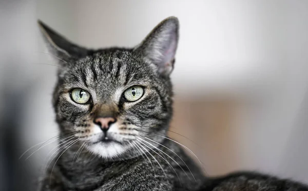 Γκρι καφέ τιγρέ γάτα που φαίνεται περίεργα, λεπτομέρεια από κοντινό πλάνο στο κεφάλι του. — Φωτογραφία Αρχείου