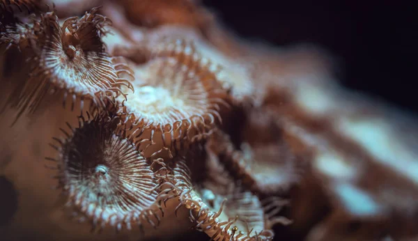 Foto submarina: flor naranja como corales que emiten luz bajo la bombilla UV, fondo marino abstracto, profundidad superficial de la foto de campo solo unos pocos tentáculos en foco —  Fotos de Stock