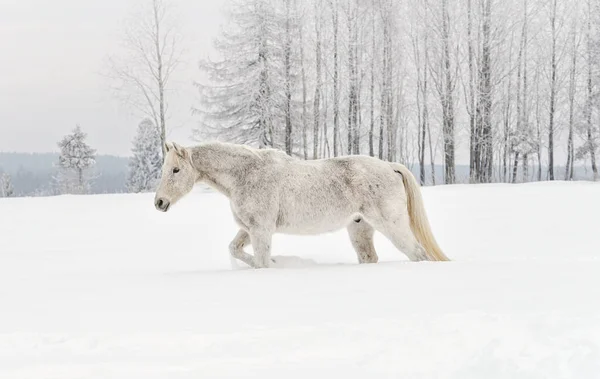 Cavalo branco caminhando no campo de neve, vista lateral, árvores embaçadas no fundo — Fotografia de Stock