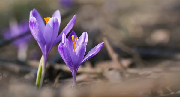 Дикая фиолетовая и желтая радужная оболочка Crocus heuffelianus обесцвечивает цветок, растущий в тени, сухой траве и листьях вокруг — стоковое фото