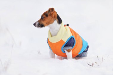 Küçük Jack Russell teriyeri, turuncu kalın, kalın kışlık ceketli kar kaplı bir arazide oturuyor.