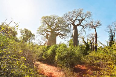 Kırmızı tozlu zeminde büyüyen küçük baobab ve ahtapot ağaçları, çalılar ve çimenler olan orman, güçlü güneş ışığı