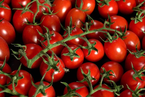 Montón Pequeños Tomates Rojos Cereza Brillante Con Hojas Vid Verde — Foto de Stock