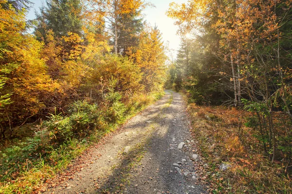 Dust Rock Forest Road Autumn Coloured Trees Both Sides Sun — Stock Photo, Image