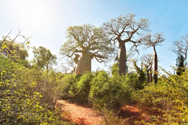 Wald Mit Kleinen Baobab Und Tintenfischbäumen Büschen Und Gras Die — Stockfoto