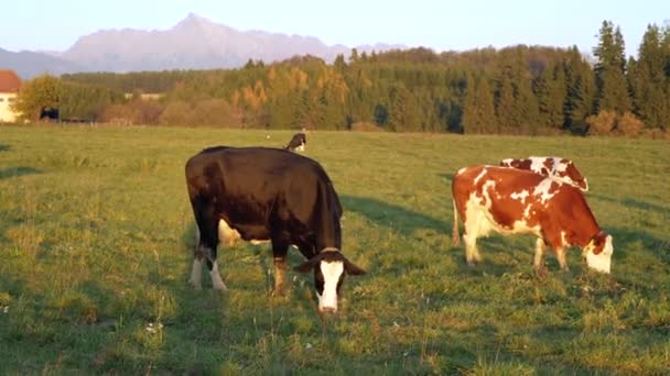 Grupo Vacas Pastando Prado Iluminado Por Sol Tarde Pequeño Bosque — Vídeo de stock