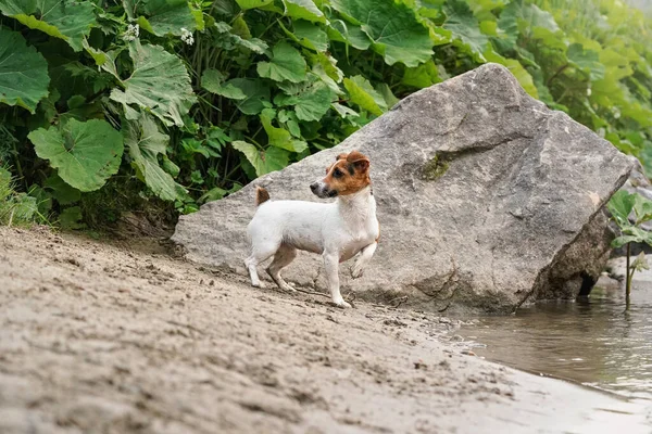 Pequeno Jack Russell Terrier Andando Pelo Rio Sua Pele Molhada — Fotografia de Stock