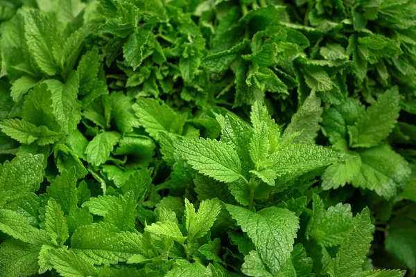 Daun Mint Segar Dipamerkan Pasar Herbal Detail Closeup — Stok Foto