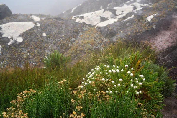 Lokal Flora Gräs Och Små Buskar Med Vita Blommor Det — Stockfoto