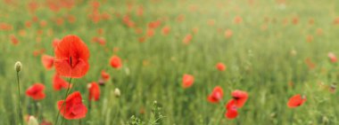 Yeşil buğday tarlasında büyüyen parlak kırmızı gelincik çiçekleri, geniş bayrak