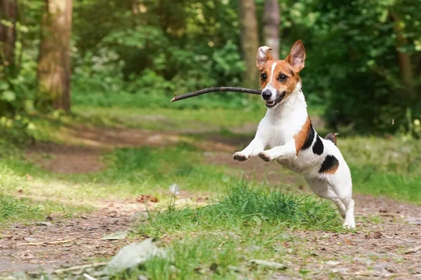 Jack Russell Muda Terrier Berlari Jalan Hutan Dengan Tongkat Kayu — Stok Foto