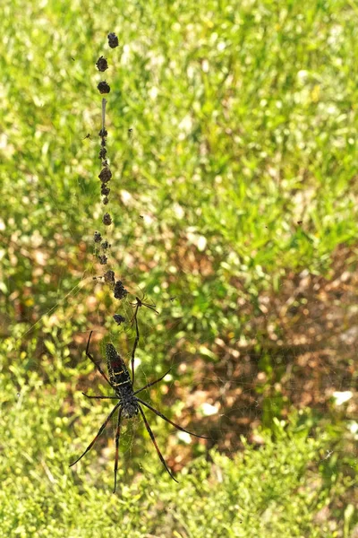 Red Legged Golden Orb Weaver Spider Female Nephila Inaurata Madagascariensis — Stock Photo, Image