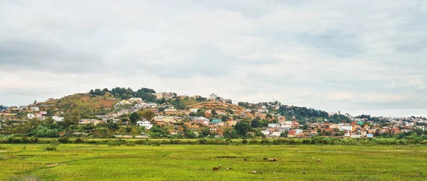 曇りの日にマダガスカルの典型的な風景 前景の湿った水田でのズエブ牛の放牧 Antananarivo郊外の小さな丘の上の家 — ストック写真