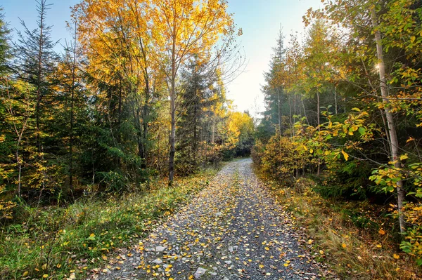 Chemin Forestier Poussiéreux Rocheux Arbres Colorés Automne Des Deux Côtés — Photo