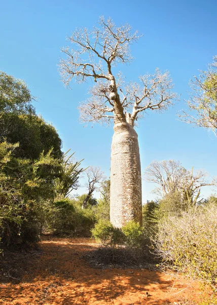 Wald Mit Kleinen Baobab Und Tintenfischbäumen Büschen Und Gras Die — Stockfoto