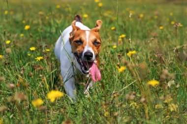 Jack Russell teriyer köpeği sarı karahindiba çiçekleriyle çayırda koşuyor, uzun dili dışarı çıkıyor, gözleri sanki gülüyormuş gibi yarı kapalı.