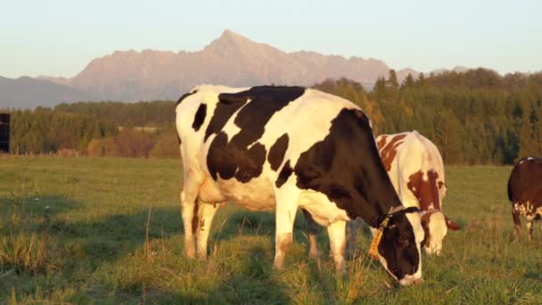 Grupo Vacas Pastando Prado Verde Iluminado Por Tarde Pequeño Bosque — Vídeo de stock