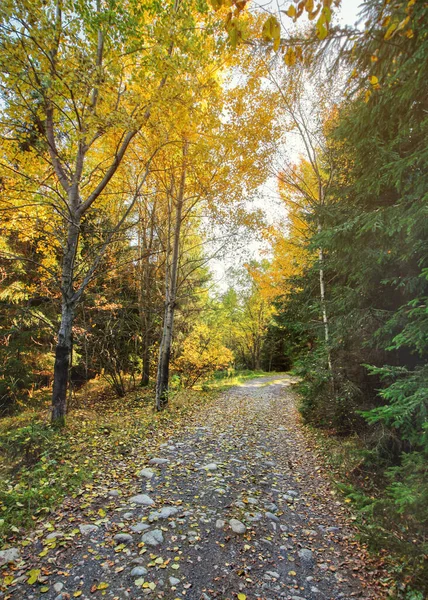 Chemin Forestier Poussiéreux Rocheux Arbres Colorés Automne Des Deux Côtés — Photo